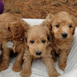 Goldendoodle Puppies from Forever Snuggly Goldendoodles