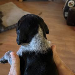 German Shorthaired Pointer Puppies from Wagoner GSP's