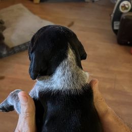 German Shorthaired Pointer Puppies from Wagoner GSP's