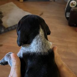German Shorthaired Pointer Puppies from Wagoner GSP's