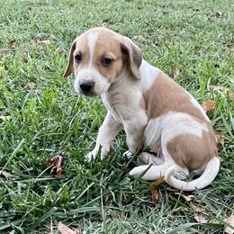 Boy 5 - Brown white and tan American Foxhound puppy in Waxhaw, North Carolina from Setting Sun Kennel