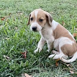 Boy 5 - Brown white and tan American Foxhound puppy in Waxhaw, North Carolina from Setting Sun Kennel