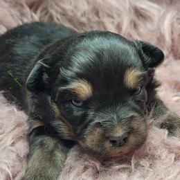 Jasper - Black tri male Miniature Australian Shepherd puppy in Deer Park, Washington from Rodeo Aussies