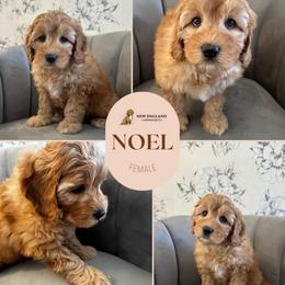 Noel - Apricot female Australian Labradoodle puppy in Mendon, Massachusetts from New England Labradoodles