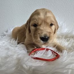 Phoenix (Red) - Golden male Golden Retriever puppy in Puyallup, Washington from Daffodil Valley Goldens