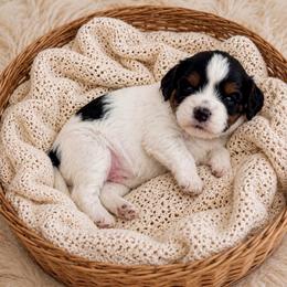 Sierra - Tri-color female Cavapoo puppy in Salt Lake City, Utah from SunnySide Mini Doodles