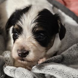 TYREE - White black and tan male Papillon puppy in Fulton, Missouri from Papillon Love