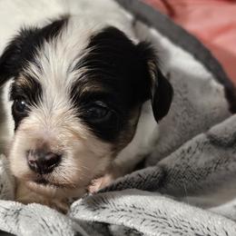 TYREE - White black and tan male Papillon puppy in Fulton, Missouri from Papillon Love