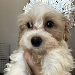 Havanese Puppies from Havanese Loves