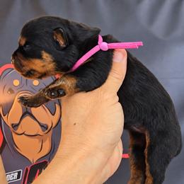 Pink girl - Black and mahogany female Rottweiler puppy in Lake City, Florida from Haus Der Wut Kennels