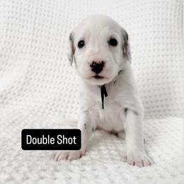 Double Shot - LUA long coat - White and black male Dalmatian puppy in Davenport, Florida from Sunny Jewels Dalmatians