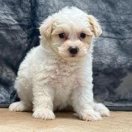 Meadow - Cream female Maltipoo puppy in Lebanon, Kentucky from Mosaic Merle Doodles