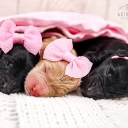 Bernedoodle and Goldendoodle Puppies from Adirondack Poodles Goldendoodles,Bernedoodles & Schnoodles