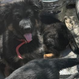 German Shepherd Puppies from Brooks High Quality Breeders