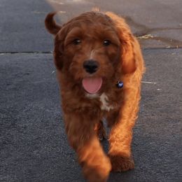 Goldendoodles from Sunflower Doodles