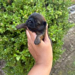 Bonnie - Sable female Shih Tzu puppy in Bastrop, Louisiana from Happy Scout's Shih Tzu's