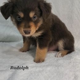 Rudolph - Miniature Australian Shepherd puppy in Roseville, California from Golden State Mini Aussies