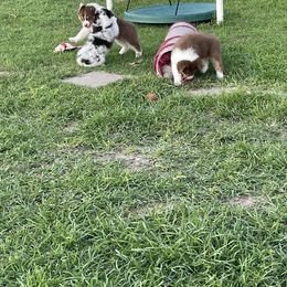 Australian Shepherd Puppies from Double BarH
