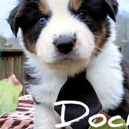 Boy 4 - Australian Shepherd puppy in Belews Creek, North Carolina from Tilley's Aussies