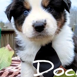 Boy 4 - Australian Shepherd puppy in Belews Creek, North Carolina from Tilley's Aussies