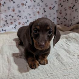 Murphy - Chocolate and tan male Dachshund puppy in Lyles, Tennessee from Knox Ridge Dachshunds