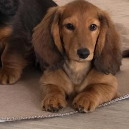 Loretta - Red female Dachshund puppy in Bluff City, Tennessee from Sidanelv Dachshunds