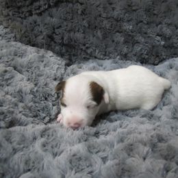 Jack Russell Terrier Puppies from Shell's Terriers