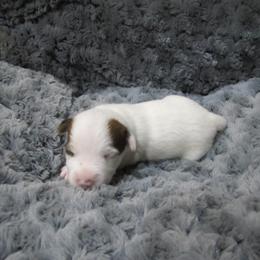 Jack Russell Terrier Puppies from Shell's Terriers