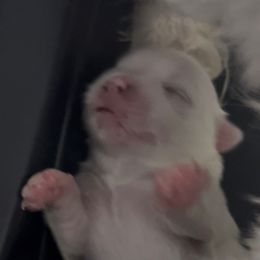 Girl 1 - White female Maltese puppy in Newaygo, Michigan from Dawn's Maltese