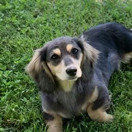 Blu - Dachshund