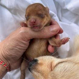 Butter Ball - Chocolate merle male Pomeranian puppy in Somerset, Kentucky from Perez Pomeranians