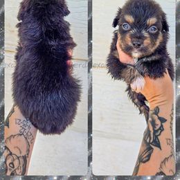 Mermaid - Black tri female Miniature American Shepherd puppy in Lubbock, Texas from Texas Bluebonnet Herders