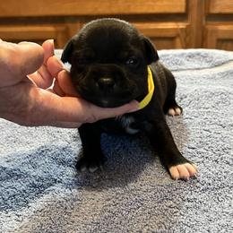 Tina - Brindle female Staffordshire Bull Terrier puppy in Lincoln, California from J Jax Staffords