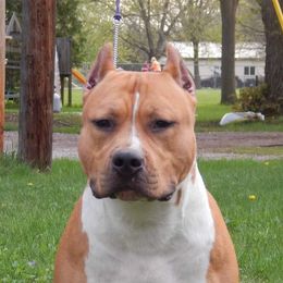 Rerun - American Staffordshire Terrier