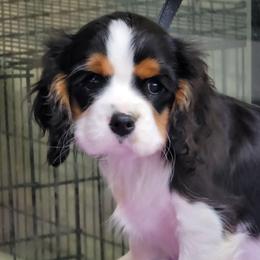 Crystal - Tri-color female Cavalier King Charles Spaniel puppy in Los Lunas, New Mexico from Kiddle's Cavaliers