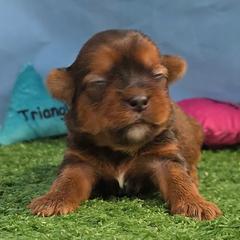 Chrissy - Liver and white female Shorkie puppy in Aurora, Missouri from KnJ Precious Paws LLC