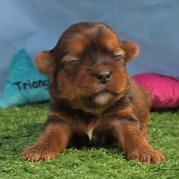 Chrissy - Liver and white female Shorkie puppy in Aurora, Missouri from KnJ Precious Paws LLC