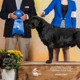 French Bulldogs and Labrador Retrievers from Avondale Labradors