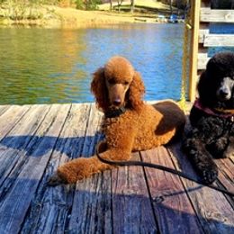 Poodles from Sissy's Poodles