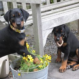 Doberman Pinschers from Dagobah Dobermans