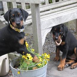 Doberman Pinschers from Dagobah Dobermans