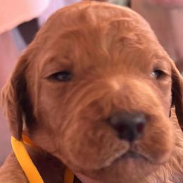 Teddy - Red male Labradoodle puppy in Kimball Township, Michigan from Kelly’s Doodles