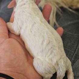 Cash - White male Cavapoo puppy in Tucson, Arizona from Ever After Doodles Arizona