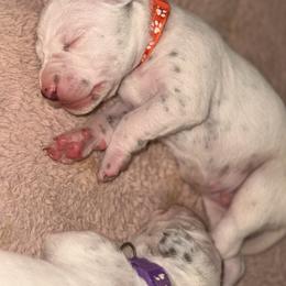 Boy 3 orange - White and liver brown male Dalmatian puppy in Miami, Florida from Soflo Dalmatians