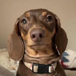 Phoebe - Dachshund