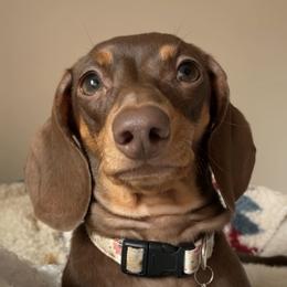 Phoebe - Dachshund
