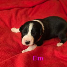 Elm - Black and white female Border Collie puppy in Gaffney, South Carolina from On the Lamb