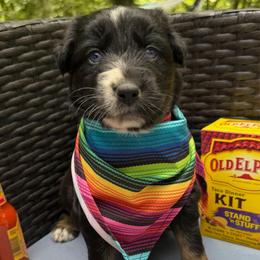 Fajita - Black tri-color female Australian Shepherd puppy in Tuftonboro, New Hampshire from Aussies Edge Farm