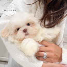 Emzay - White male Shih Tzu puppy in League City, Texas from Divine Pups