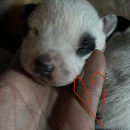 Red - Blue mottled male Australian Cattle Dog puppy in Aiken, South Carolina from Rusty Blue Dog Farm